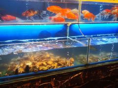 水产区-芭菲盛宴·环球美食(袁家岗店)