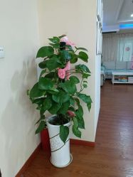 -Dr.林醫生产后修复·超级店(南京江宁同曦店)