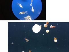 -梦幻奥陶纪景区