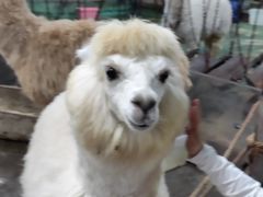-上海大自然野生昆虫馆(东方明珠·爬宠昆虫探索中心)