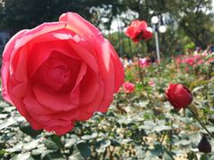 -人民公园(罗湖区)