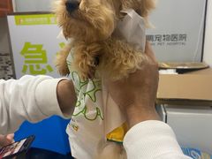 -汪喵宠物医院·骨科心脏影像·犬猫急重症ICU诊疗中心(成华分院)