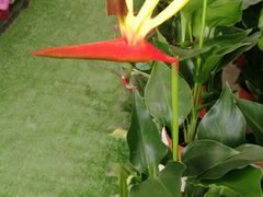 -三圣花乡旅游区