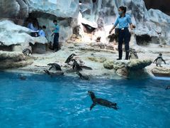 -帝企鹅自助餐厅•儿童岛•真企鹅(长隆企鹅酒店)