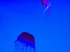 -沈阳海洋探索中心