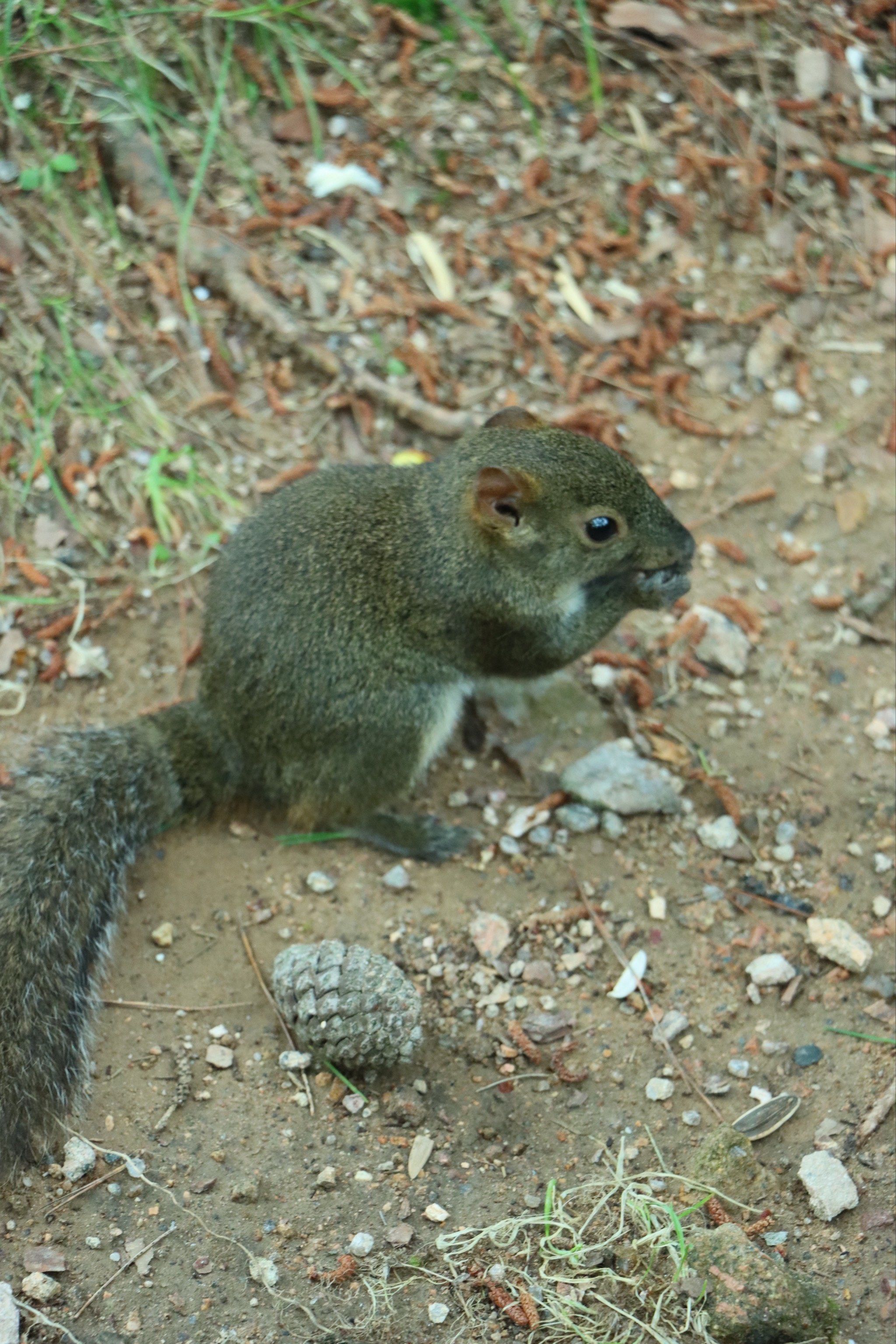 黄山真的有很多可爱的野生小动物等着你去发现哦
