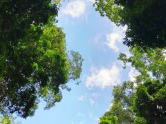 -西双版纳原始森林公园
