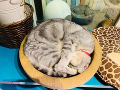 -小时光咖啡馆(开森度假森林店)