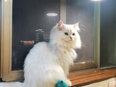 -猫在这儿猫咪咖啡馆·撸猫馆