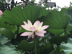 -乌村