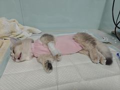 -达爱动物医院·犬猫分区·CT·复杂眼科(远洋山水分院)