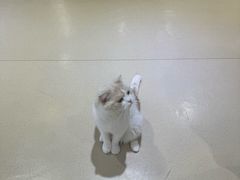 -藏猫猫咖啡主题馆(中央大道店)