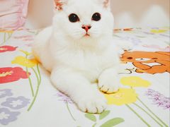 -猫大福·Fortune Cat猫舍(百子湾店)