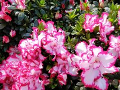 -深圳国际园林花卉博览园