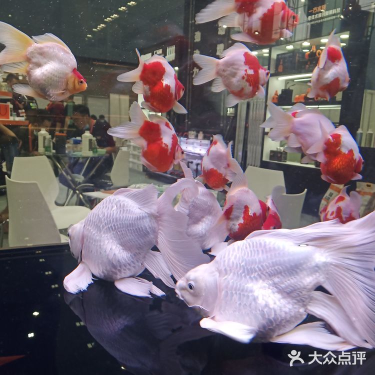 宠物展也太好吸猫撸狗了！[亲亲][亲亲][亲亲]