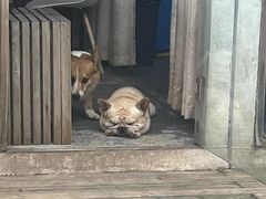 -趣多多宠物公园·宠物训犬学校·宠物寄养