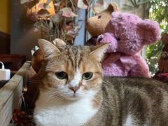 -咖法森林·咖啡  酒吧(天河店)