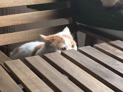 -Cappucimeow猫咪咖啡馆(韦伯时代店)
