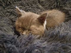 -猫咪咖啡店(新城大街店)