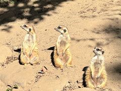 -上海野生动物园
