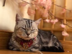 -猫にゃん · 猫的隐藏屋猫咖(麦地旗舰店)