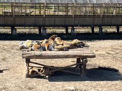 -横道河子东北虎林园