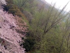 -武汉大学-樱园