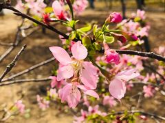 -天适樱花悠乐园