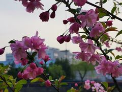 -高东镇樱花园