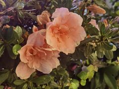 -UPUPKAFE  立咖啡(浏城桥店)