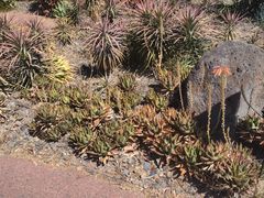 -墨尔本皇家植物园