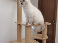 -lincat·猫舍(广州店)