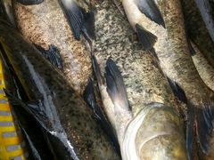 花白鲢-林上生态鱼园