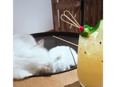 -瞄一喵猫咖(格力海岸店)