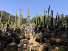 -深圳仙湖植物园