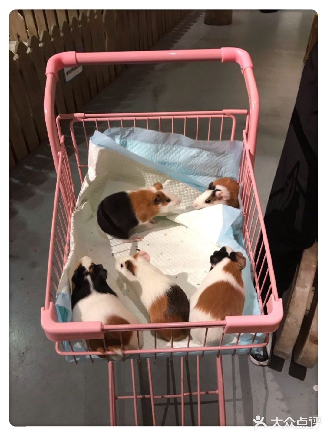 可以和羊驼玩耍的室内动物园