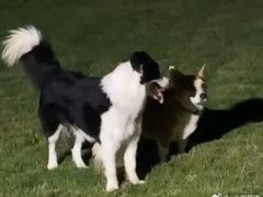-趣玩宠物乐园寄养训犬训狗游泳池
