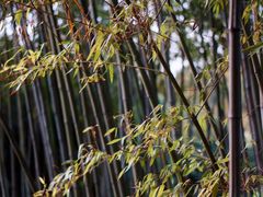 -新虹桥中心花园