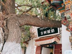 -古树酸奶(八廓南街店)