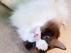 -猫在这儿猫咪咖啡馆·撸猫馆