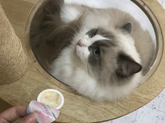 -喵园·猫主题咖啡厅·撸猫·猫咖(国贸店)