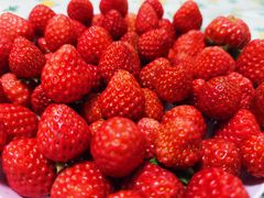 -恒绿农产品草莓采摘园