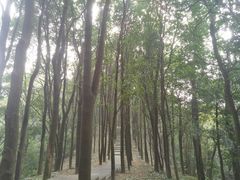 -广州市帽峰山景区