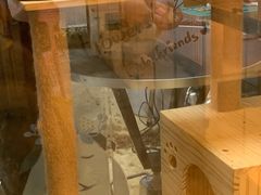 -小呆的宠物店·宠物售卖·宠物寄养(城西店)
