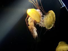 -欢乐海岸海洋奇梦馆