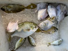 -牛排王糟粕醋火锅(海甸分店)