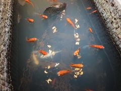 -黄家码头老火锅(解放碑旗舰店)