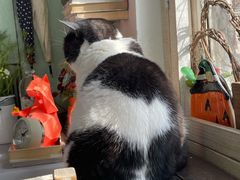 -海边的猫和咖啡馆