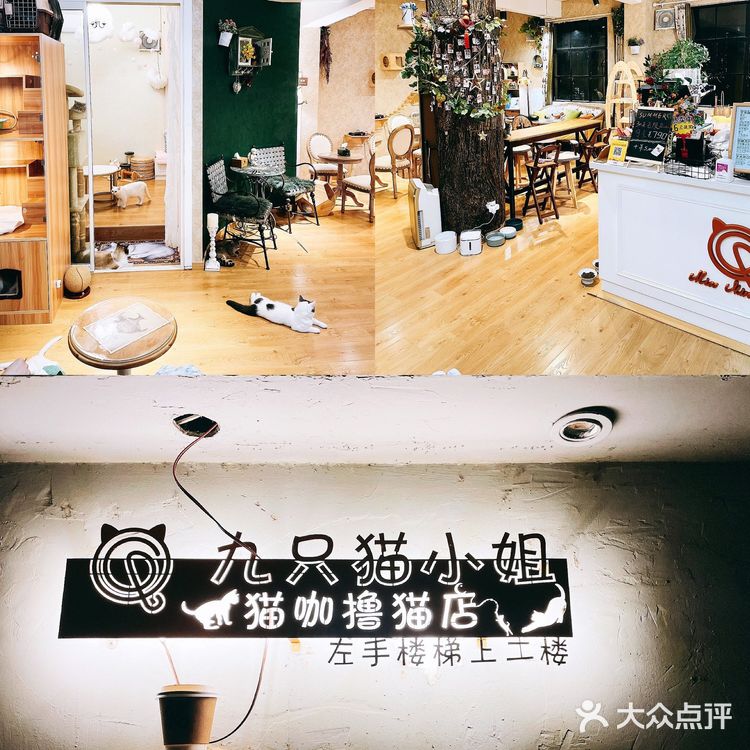 上海探店｜可以撸缅因猫的网红猫咖☕️