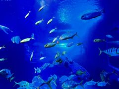 -太平洋海底世界